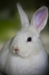 A cute rabbit