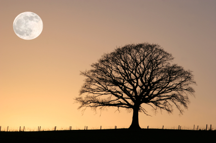 Full Moon and Winter Oak Tree